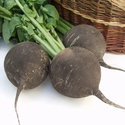 Radish Seeds X 500 - Black Spanish Round - Heritage Heirloom Winter Vegetable  • £2.15