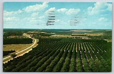 Aerial View Of Orange Groves Florida Citrus Tower Postcard C1961 Chrome • $4.25