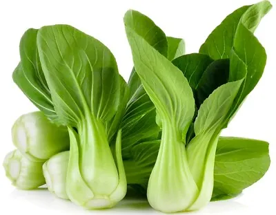 1250 + BABY PAK CHOI Bok Choy  Chinese Cabbage Seeds USA Seller!! FREE SHIPPING! • $3.29