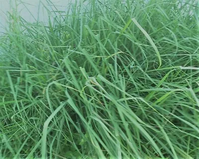 5 Citronella Grass Plants The Real Thing Not Lemongrass Organically Grown • $17.40