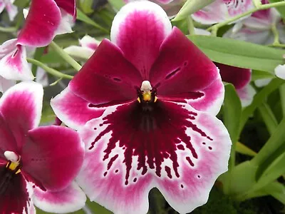 Orchid Plant Miltoniopsis Leonart Karl Gotling 'Red Rim' In Spike • $29