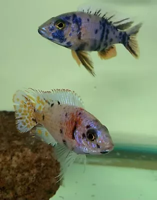 X6 Aulonocara Ob Peacock African Malawi Cichlid Tropical Fish 3-4cm • £55