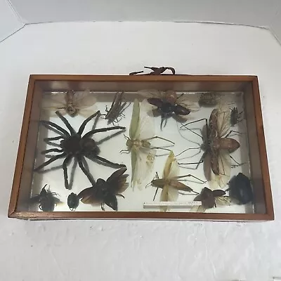 Lot Of 13 Vintage Mounted Insect Bug Tarantula Taxidermy Collection • $99.99