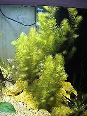 Hornwort - Ceratophyllum Demersum - Live Aquarium Plant • £7.69