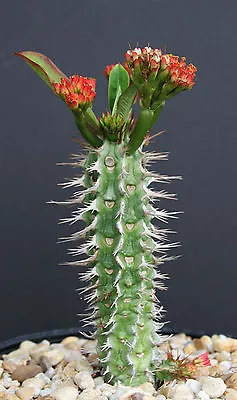£8.05 • Buy Euphorbia Viguieri V ANTSALOVENSIS Exotic Flowering Madagascar Rare Seed 5 Seeds