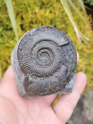Dactylioceras Semicelatum Ammonite Whitby Yorkshire Uk Dinosaur Fossil • $14.91