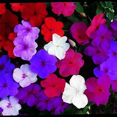 Suttons Seeds Impatiens Busy Lizzie Value Hybrid Seeds • £2.99