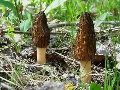 Seeds Mushroom Morel Conical Mycelium Spawn Grow Kit Dried Spores Organic • $9.98