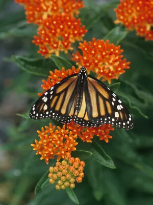 100+ BUTTERFLY MILKWEED Seeds- Asclepias Tuberosa BUTTERFLY & HUMMINGBIRD FOOD • $2.77