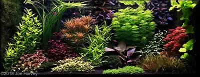 £6.19 • Buy Aquascaping Tropical Plant Beginner Bundle Aquatic Fish Easy Plants For Beginner