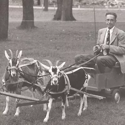 1940's Photograph Man In Suit And Tea Driving Goat Cart Ph1114 • $37.50