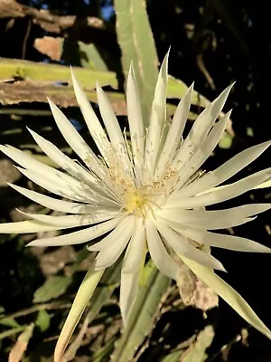 Epiphyllum Hookery  Hooker’s Orchid Cactus  - Night Blooming - Fully Rooted • $6.99