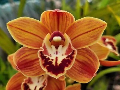 $0.99 • Buy Cymbidium Orchid - Pumisan Cooksbridge - Orange Flowers - 2 Spikes - 16 Cm Pot