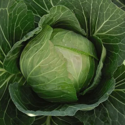 Cabbage F1 Hybrid Seeds Hardy Garden Plants 'Cabbice' 1 Packet Of 30 Seeds T&M • £3.49