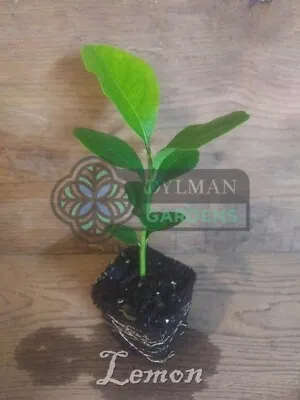 Lemon 'Eureka' Tree Seedling - Citrus Limon 'Eureka' - Live Plant 6 To 10 Inches • $7.50