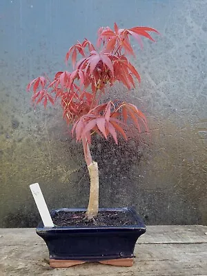 Japanese Maple Shohin Bonsai Tree (Acer Palmatum) In 15cm Bonsai Pot Outside 5 • £34