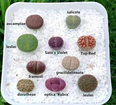 $13.99 • Buy 10PCS 0.6-1cm Mix Variety Succulent Plant Lithops  Cactus Rare Living Stones