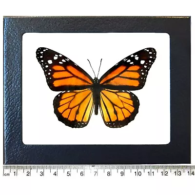 Danaus Plexippus ONE NORTH AMERICAN MONARCH BUTTERFLY WHOLESALE WINGS CLOSED  • $22