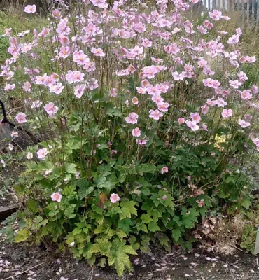 200+ SEEDS PINK Anemon X Hybrida Japanese Anemone  HARDY PERENNIAL  • £2.99