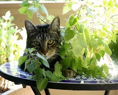 Premium Organic 100 X CATNIP Cat Mint Nepeta Cataria Seeds - Quality UK Seed • £2.29