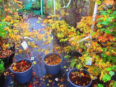 40inch Inc. Pot Japanese Maple Acer Dissectum 15litre Size • £124.99