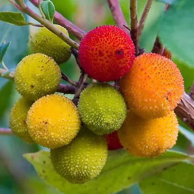 Arbutus Unedo - Strawberry Tree | Vibrant Edible Potted Garden Fruit Shrub • £11.99