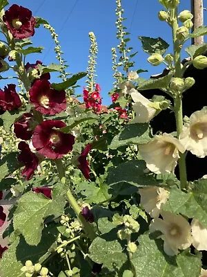 5 Hollyhock Roots Mixed Colours (To Plant Yourself) Free UK Postage • £15.50