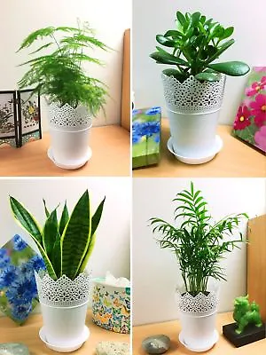 £18.99 • Buy Evergreen House Plant In 14cm White Floral Pot Indoor Office Garden Conservatory
