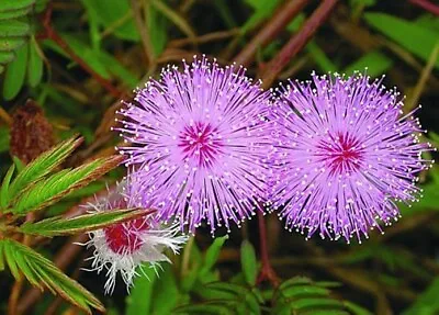 Mimosa Pudica Sensitive Plantbarometer Treeshy Mimosa Sensitive TreeRare 10 • £7.68