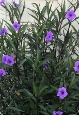Purple Mexican  Petunia  Plants You Will  Receive  3 Live  Plants • $5