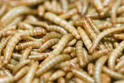 500-10000 Live Mealworms - Medium/Large -  FREE Shipping! • $17.99