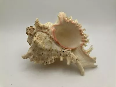 Natural Conch Sea Shell Murex Ramosus 4.5x3.5 In  In Pink Hues Spikes Beautiful • $12