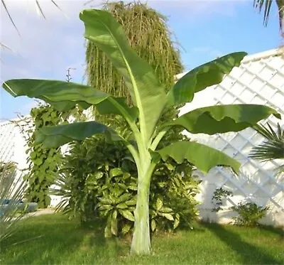 Ensete Glaucum Snow Banana Garden MUSA Tree Massive Flower 5 Seeds • $5.25