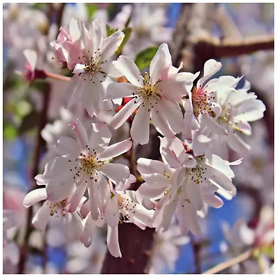 Prunus Autumnalis Rosea / Winter-Flowering Cherry Tree 4-5ft In 2L Pot • £35.99