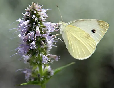 Agastache Foeniculum | Anise Hyssop | Licorice Mint | 200_Seeds • £7.19