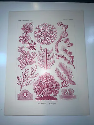 1904 Original Lithograph Floridae Sea Marine Life Ocean By Haeckel #65 • $95