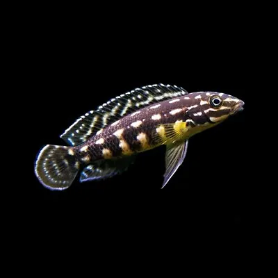 Marlier's Julie | Spotted Julie | Julidochromis Marlieri | Tanganyika Cichlid • £8.86