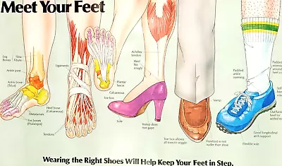 Medical Wall Chart MEET YOUR FEET 1980 Color 33 X 19 Vintage • $26.35