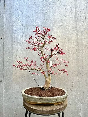 Specimen Japanese Acer Palmatum “seigen” Bonsai Tree • £1395