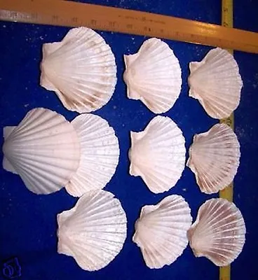 $10.95 • Buy 6  Large BAKING SCALLOP CLAM Scallops SEAFOOD COOKING SHELLS 3 +