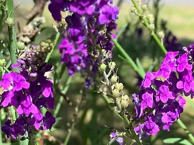 2000+ English Lavender Seeds True Munstead Mosquito Repellent  • $5.99