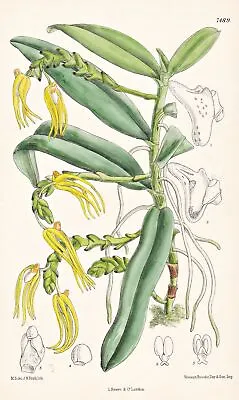 $26.79 • Buy Sarcochilus Hainanensis China Orchid Botany Lithograph Curtis 7489