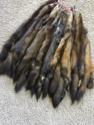 XL Pine Marten Sable Pelts Tanned Fur Top Quality Super Soft Wild Country Furs • $79