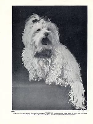 Maltese Charming Vintage Image Old Original Dog Print From 1934 • $8.08