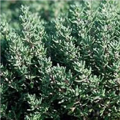 £0.99 • Buy Herb - Thyme - English Winter - 1000 Seeds - Economy