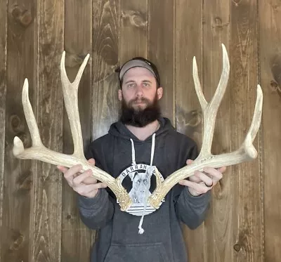 Nice Tall 5x4 Freak Mule Deer Shed Antler Horn Deer Mount Taxidermy Man Cave • $99.99