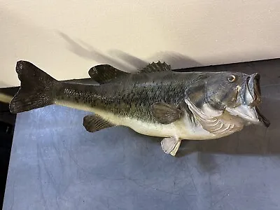 Vintage 18  Largemouth Fish Wall Mount Bass Wall-mount Taxidermy Real Skin • $220