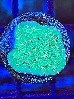 Seasons Greetings Montipora Cap Coral King Wysiwyg Live Coral Frag • $6.99