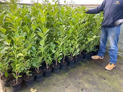 Pallet 100x 2.5ft-3ft Large Cherry Laurel Evergreen Hedging Trees Plants • £499