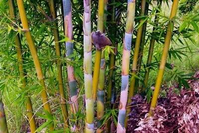 1 Division/Starter Size Plt -Oldhamii Giant Timber Bamboo / Bambusa Non-Invasive • $49.99